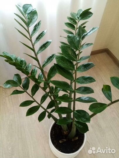 Растение замиокулькас