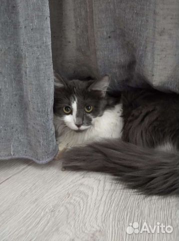 Милая девочка в добрые руки 7 мес