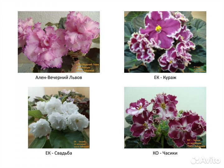 Фиалки. Продаются детки сортовых фиалок. Июль