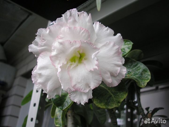 Адениум сорт Маркиза, Porcelain 2 и Ploy Prakai