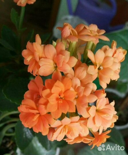 Каланхоэ махровые