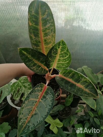 Аглаонемы (Чатра Монгол и др) и филодендрон Тортум