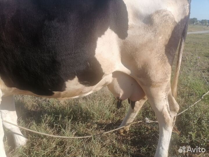 Корова дойноя тёлку меняю на бычка