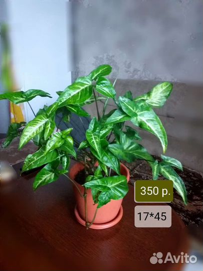 Сингониум ушастый 19*55