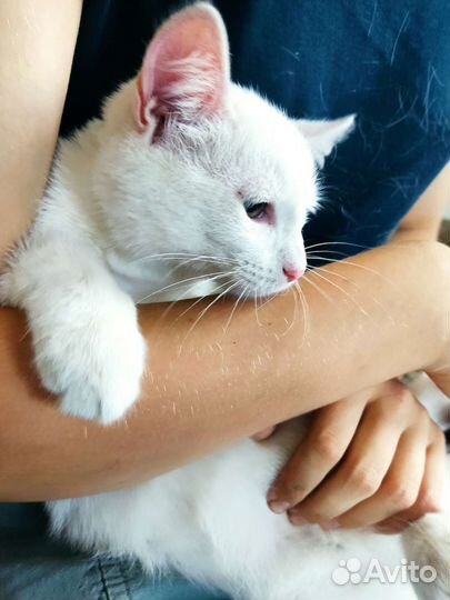 Турецкая ангора