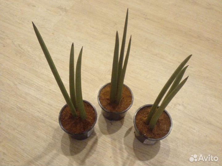 Сансиеверия цилиндрика