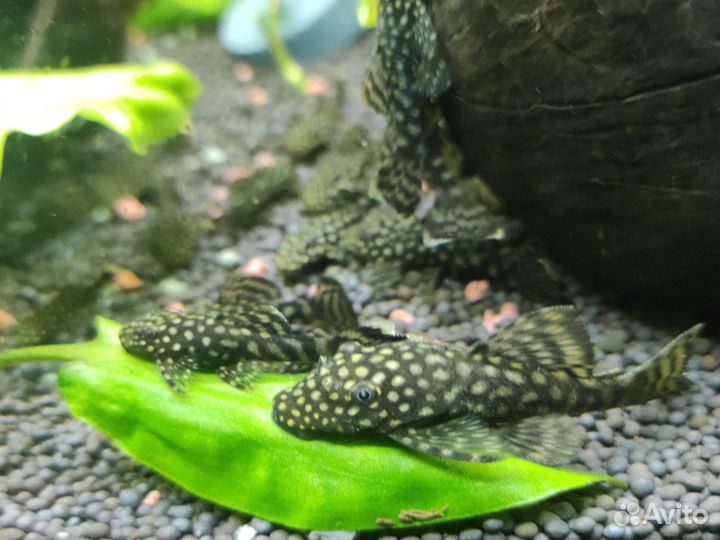 Мальки анциструса