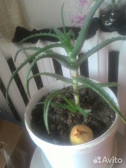 Алоэ лечебное