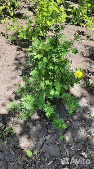 Лапчатка желтая