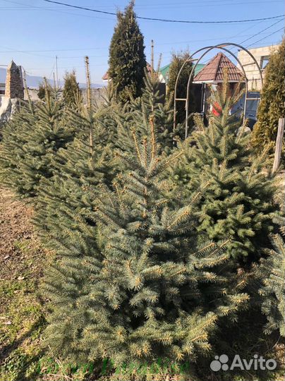 Ель голубая