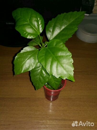 Комнатные растения