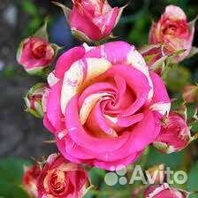 Роза Бигуди патио