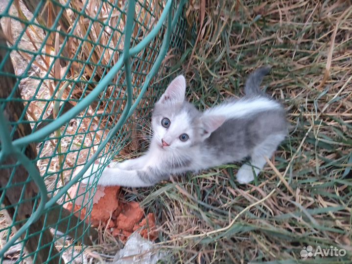 Котята в добрые руки бесплатно