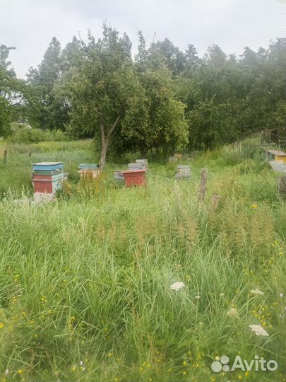 Продается пасека