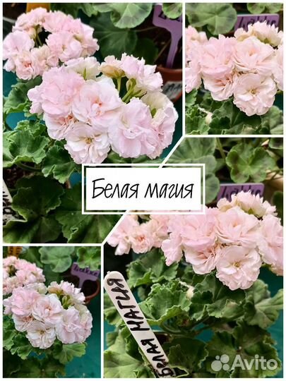 Пеларгония Rosebud