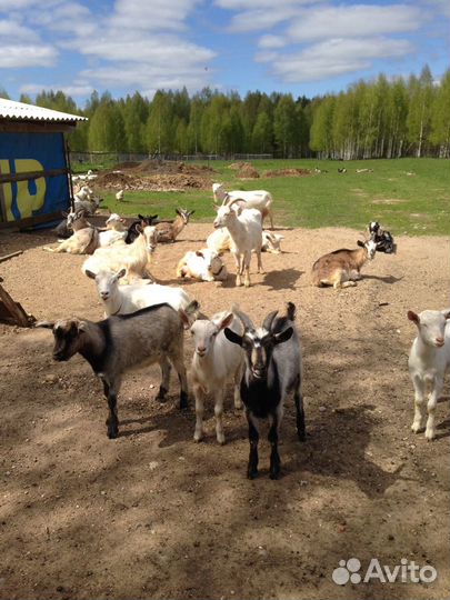 Козье и коровье молоко цельное натуральное сырое