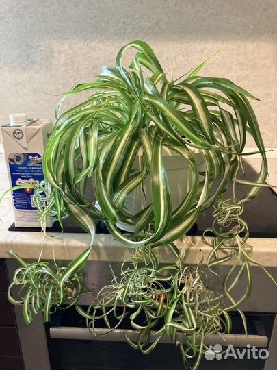 Хлорофитум кудрявый