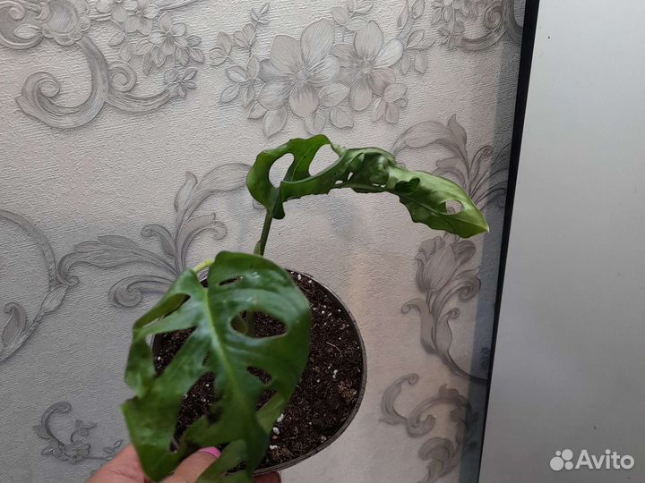 Монстера манки маск