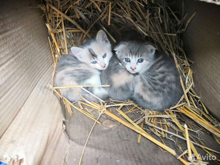 Британские котята