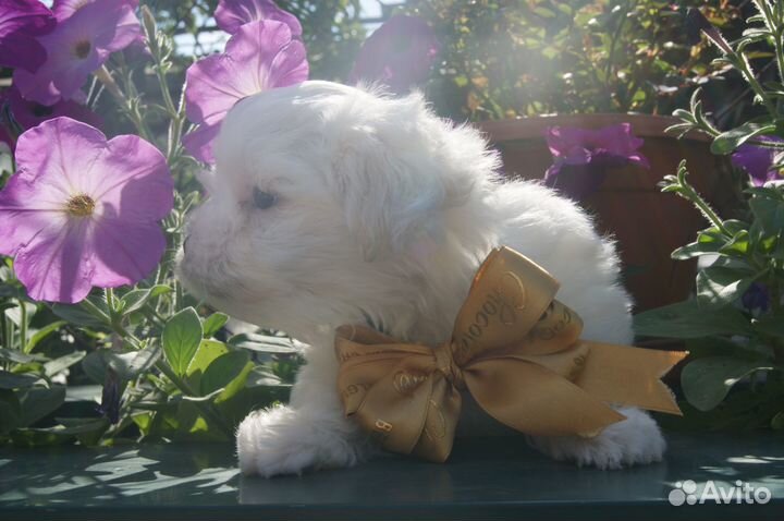 Белые мишки Мальтизе