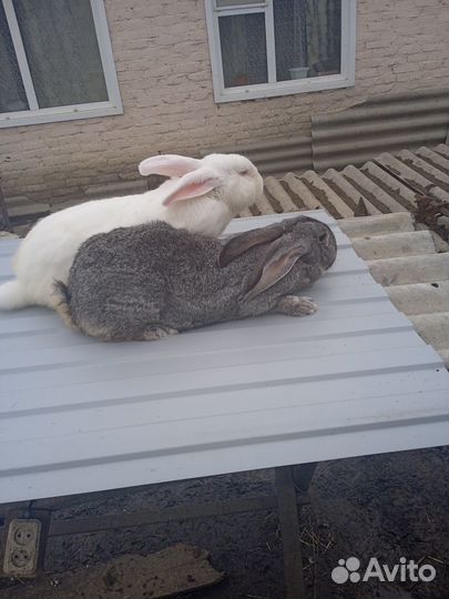 Продажа кроликов