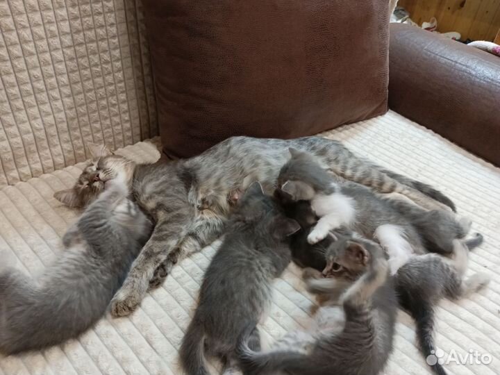 Кошки в добрые руки бесплатно