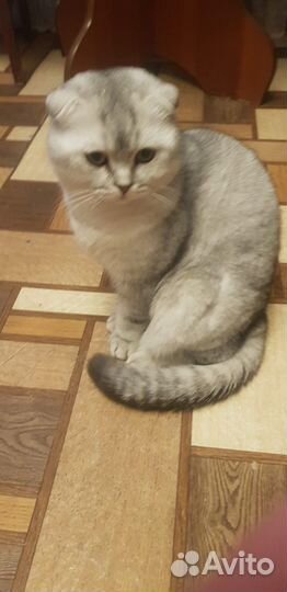 Британский кот на вязку