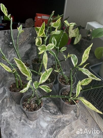 Педилантус