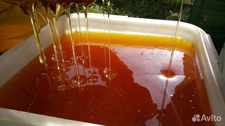 Свежий мед с Алтая оптом