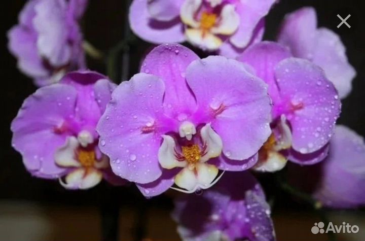 Орхидеи Фаленопсис азия