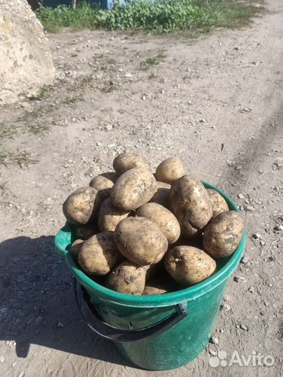 Картофель захаровский