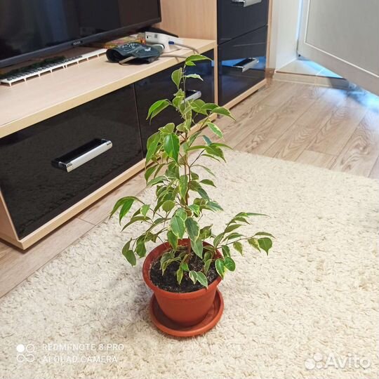 Фикус бенджамина