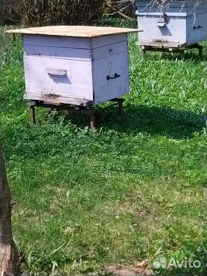 Улей с пчёлами