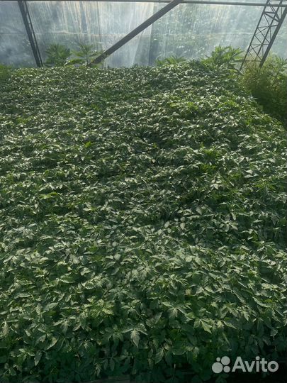 Помидор Турецкий