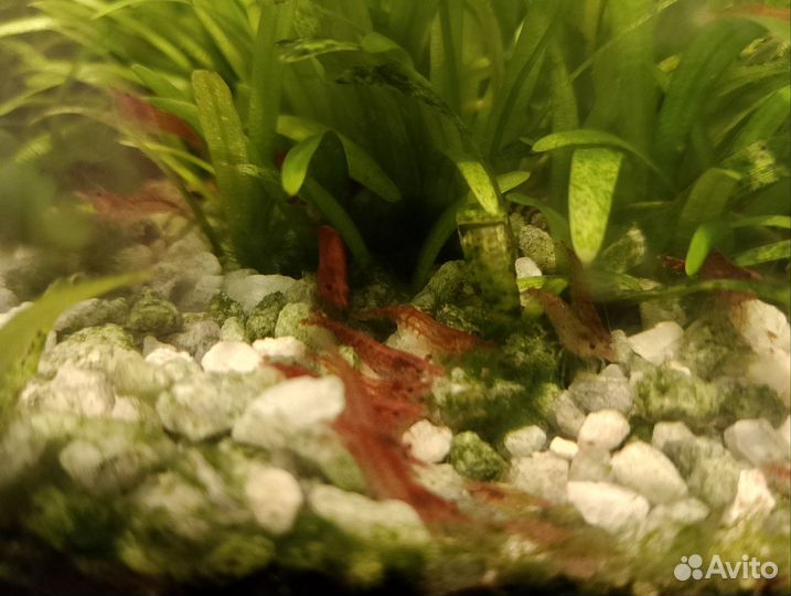 Креветки вишня