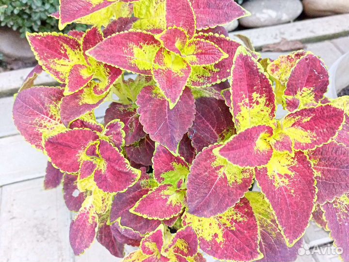 Колеусы вегетативные