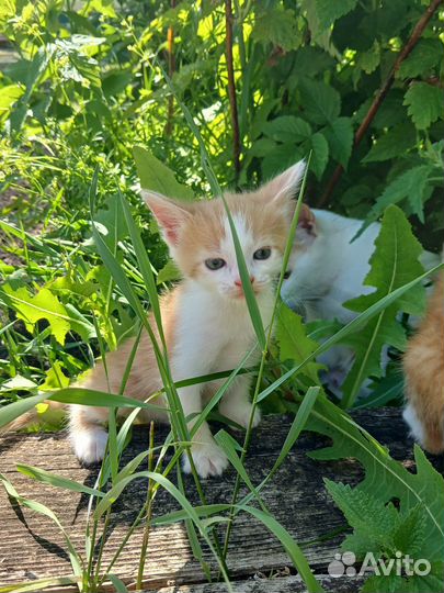 3 котёнка