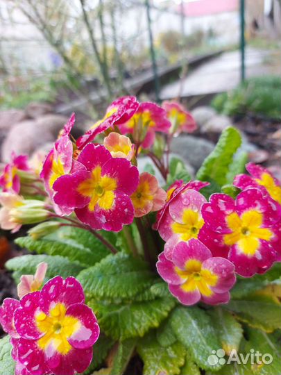 Примулы много разных