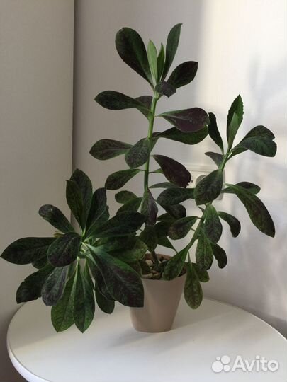 Синадениум рубра, дерево любви, молочай