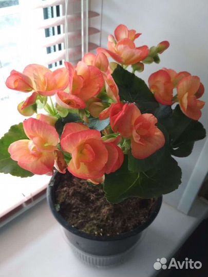 Бегония корневая