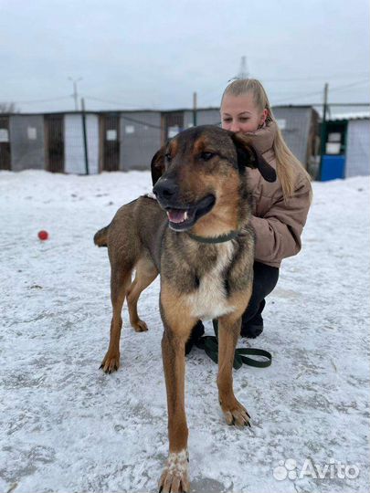 Собака в добрые руки из приюта бесплатно