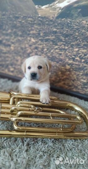 Щенки лабрадора