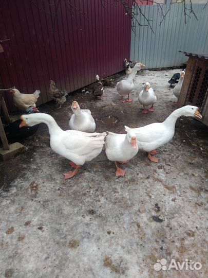 Яйца инкубационные гусей Линда и индоуток