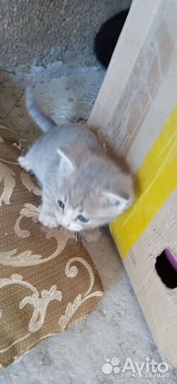 Котята в добрые руки бесплатно