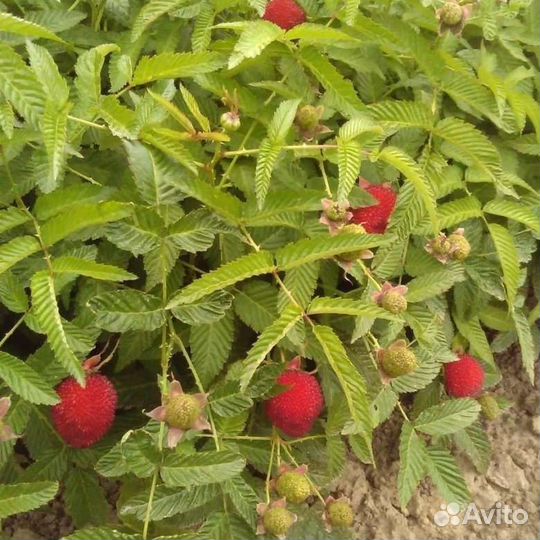 Малина Тибетская