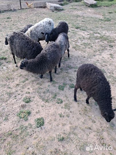 Овцы бараны ягнята