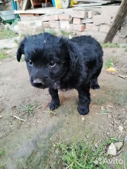 Щенки в добрые руки