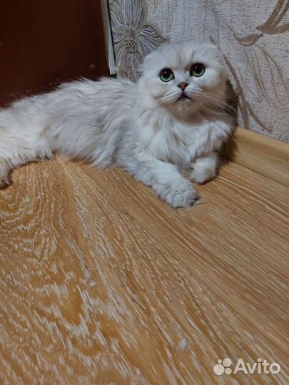 Шотландская вислоухая