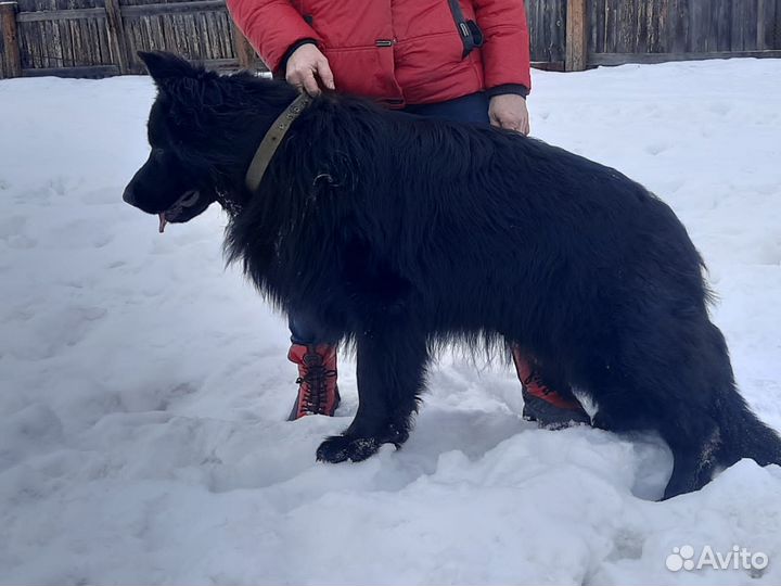 Щенки немецкой овчарки длинношерстной