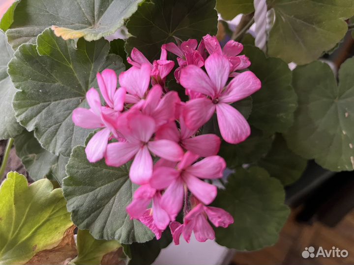 Розовая герань в горошке